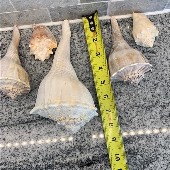 Natural Sea Shell Home Accent Decor - Picture 2 of 6